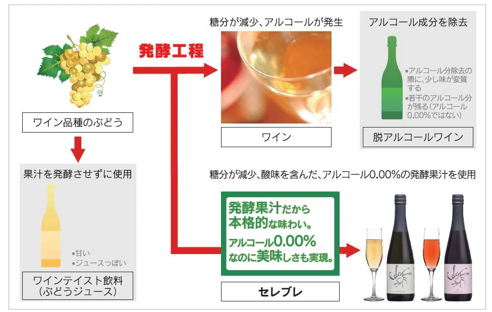 Fermentation Process Comparison: Wine vs. De-Alcoholic Wine vs. Grape Juice vs. Celeblé