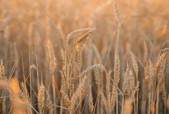 Golden wheat fields for Yachiyo domestic wheat sourcing